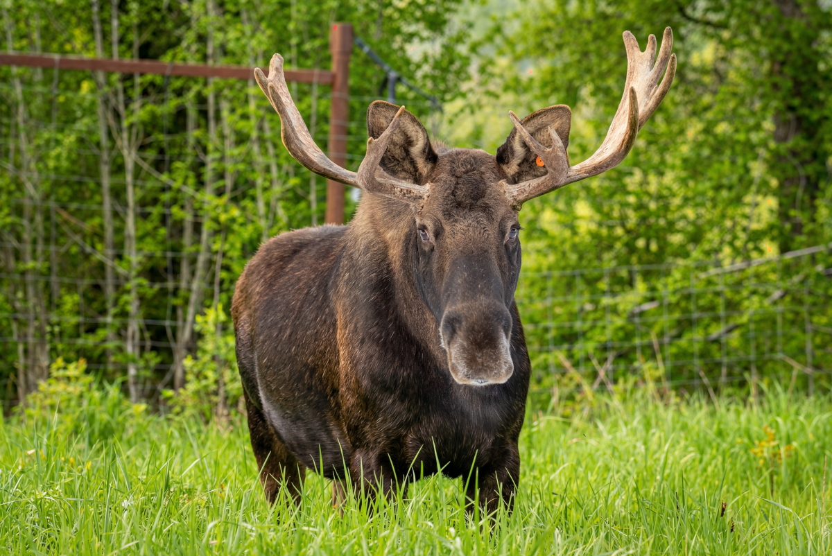 A moose in the wild in Alaska