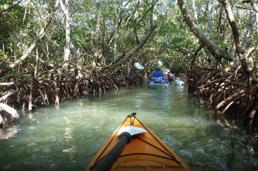 Mangrove Tunnel Kayak Tours