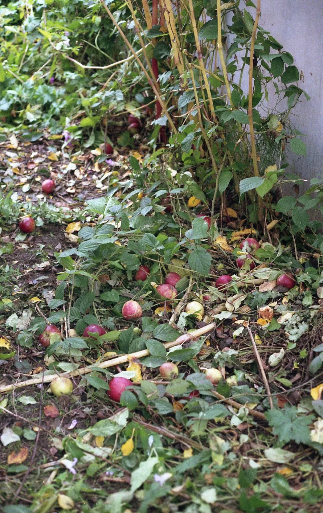apple001.jpg