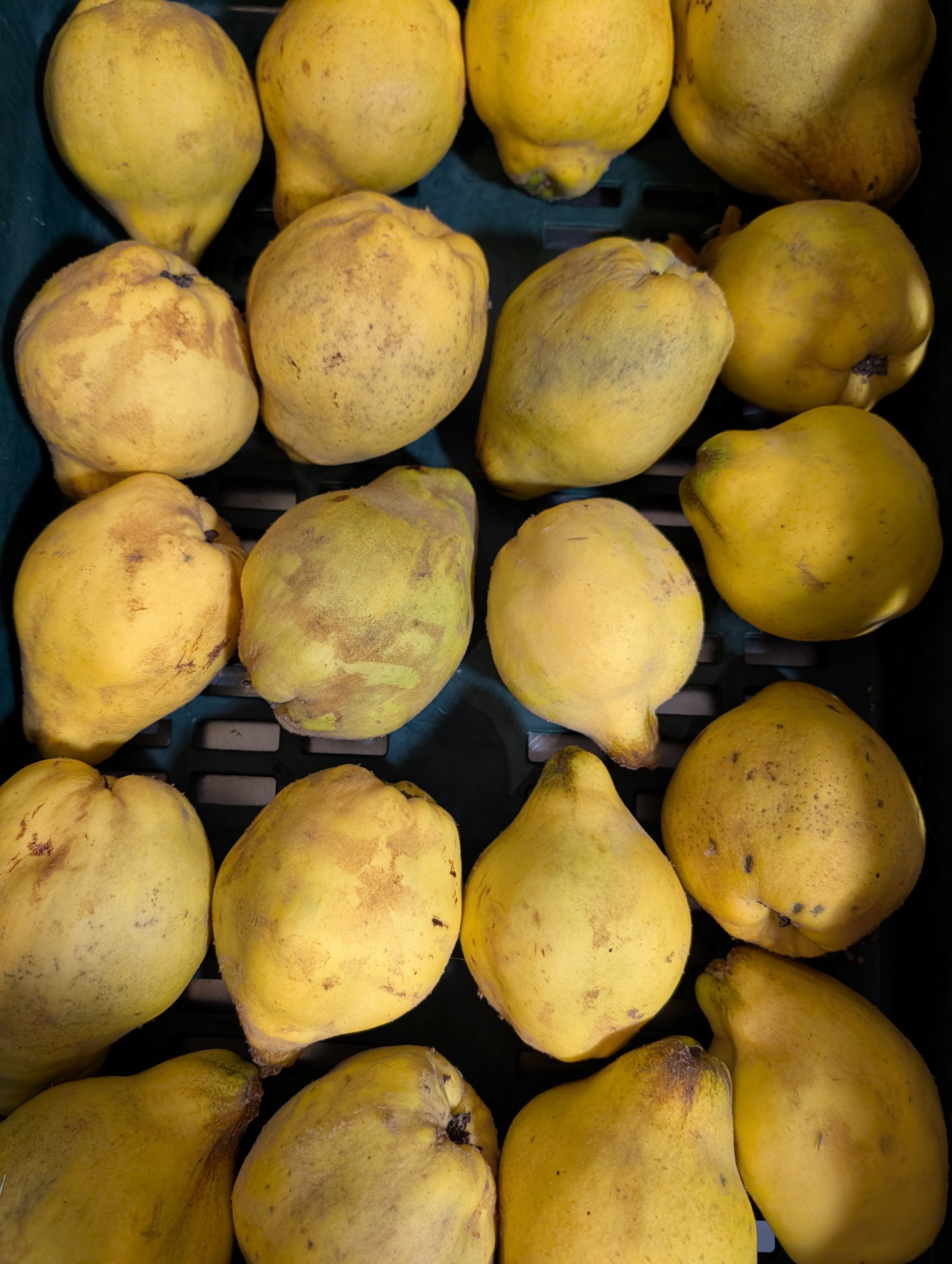 Quinces and Duck; A sort of Perfumed Monster