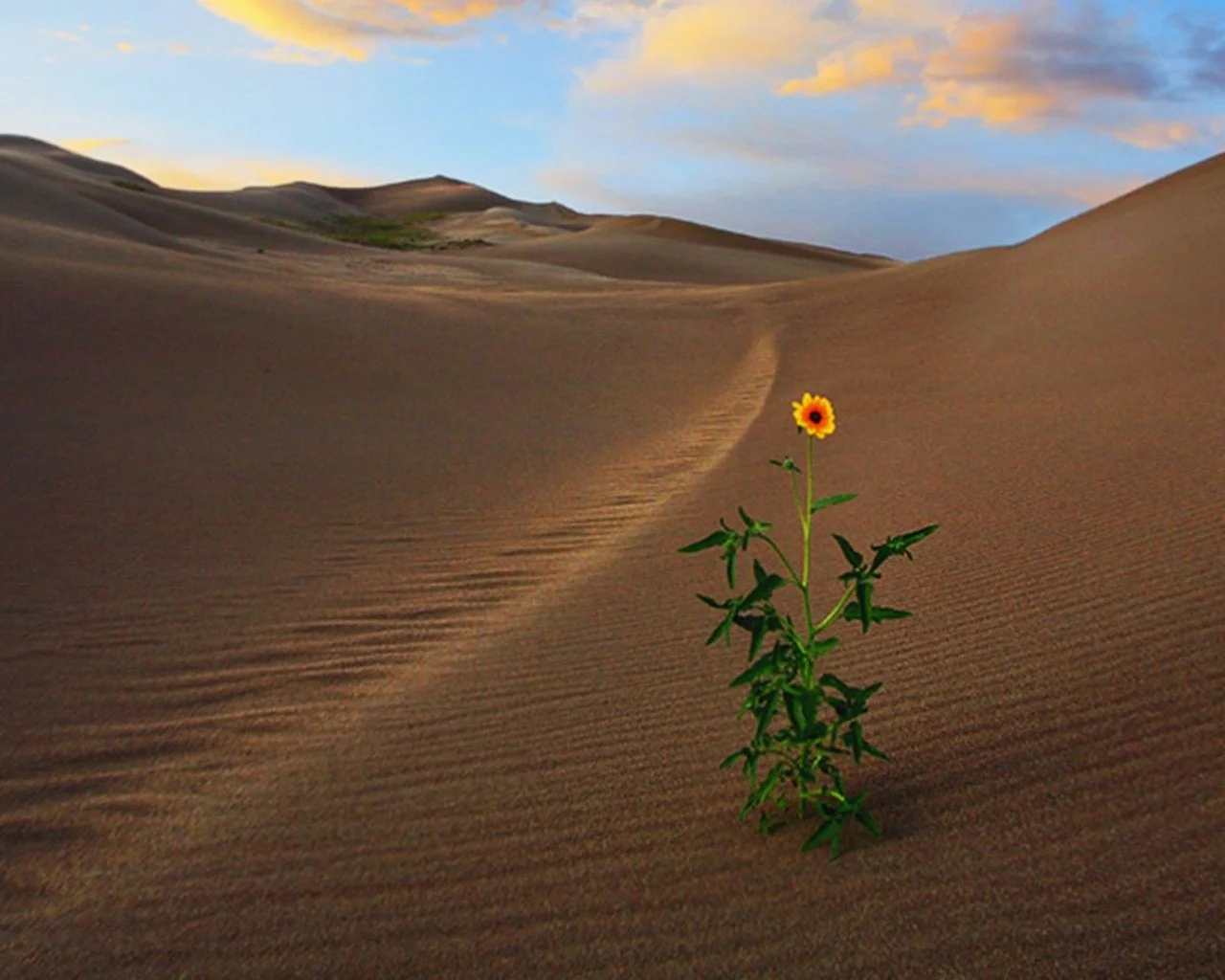 Thriving in Tribulation