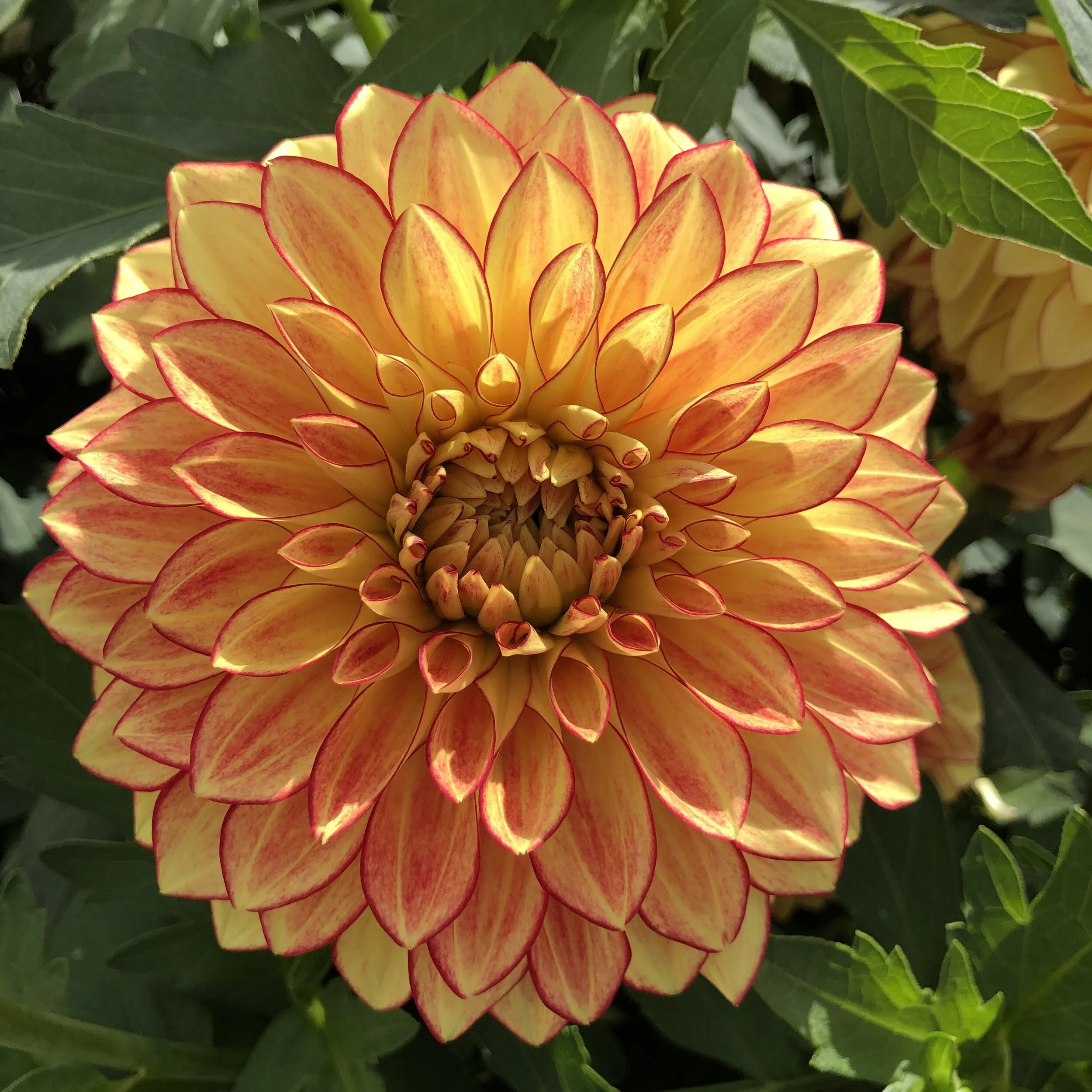 Lake Ontario — Meadow Wood Flowers