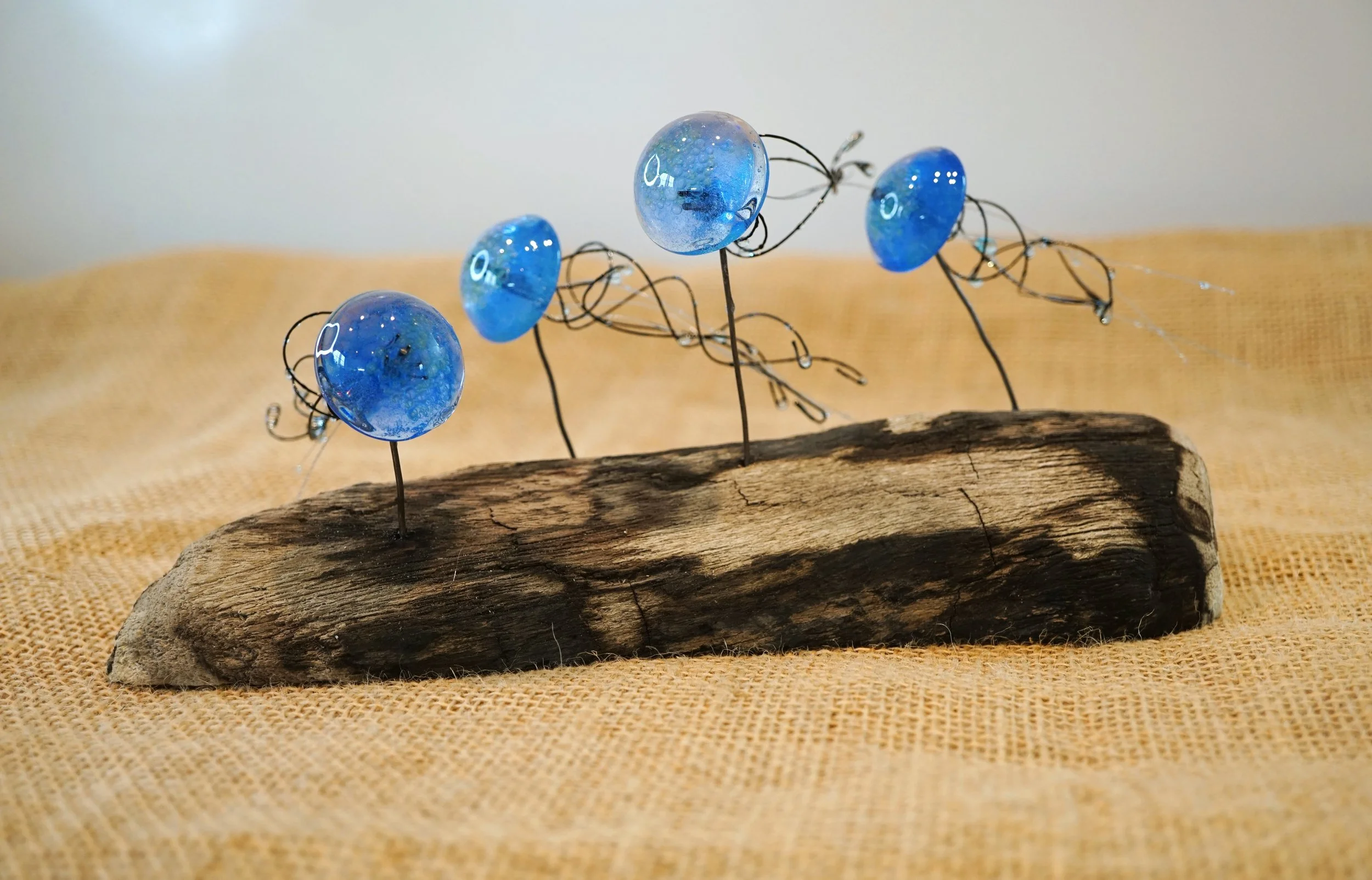 Jellyfish Swarm on Driftwood