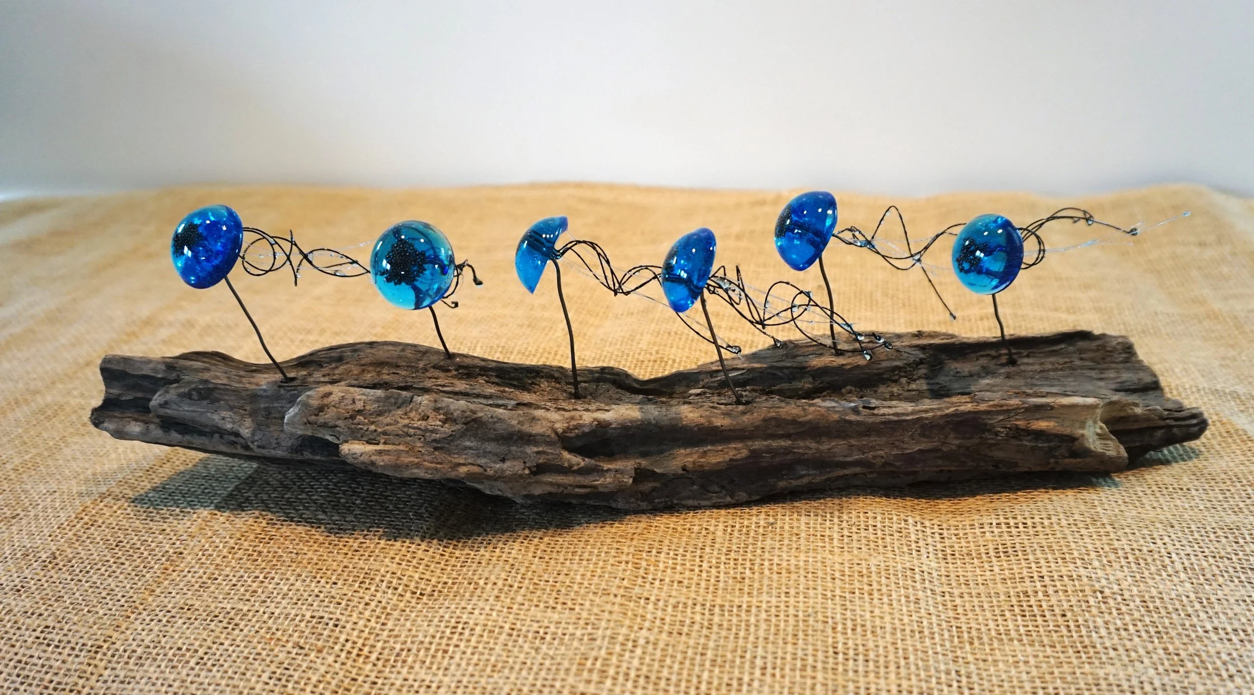 Jellyfish Swarm on Driftwood