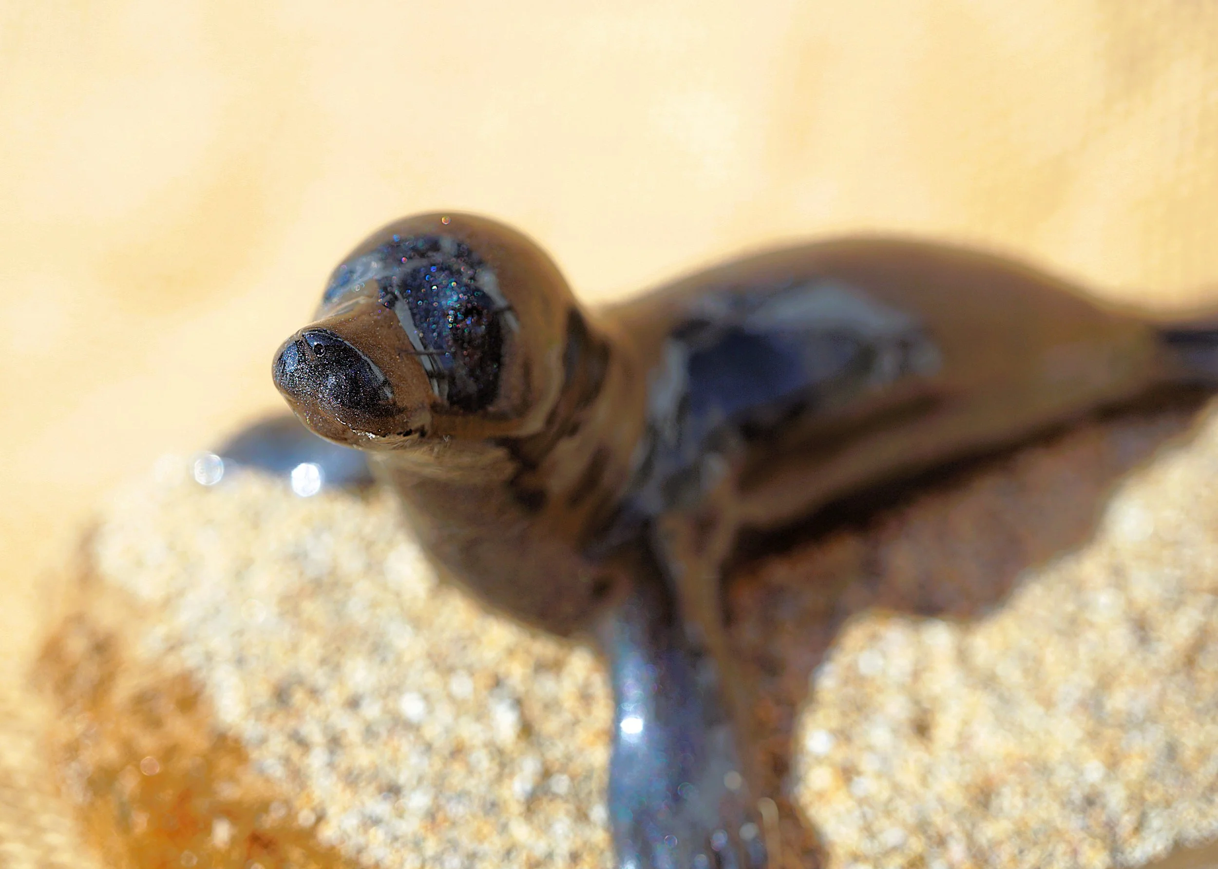 NEW - Seal on driftwood