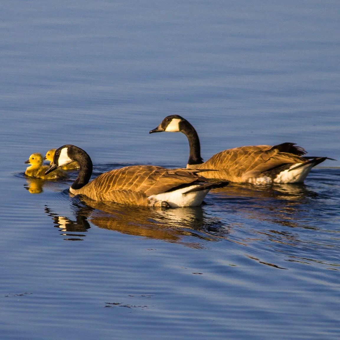 Understanding and Dealing with Separation Anxiety