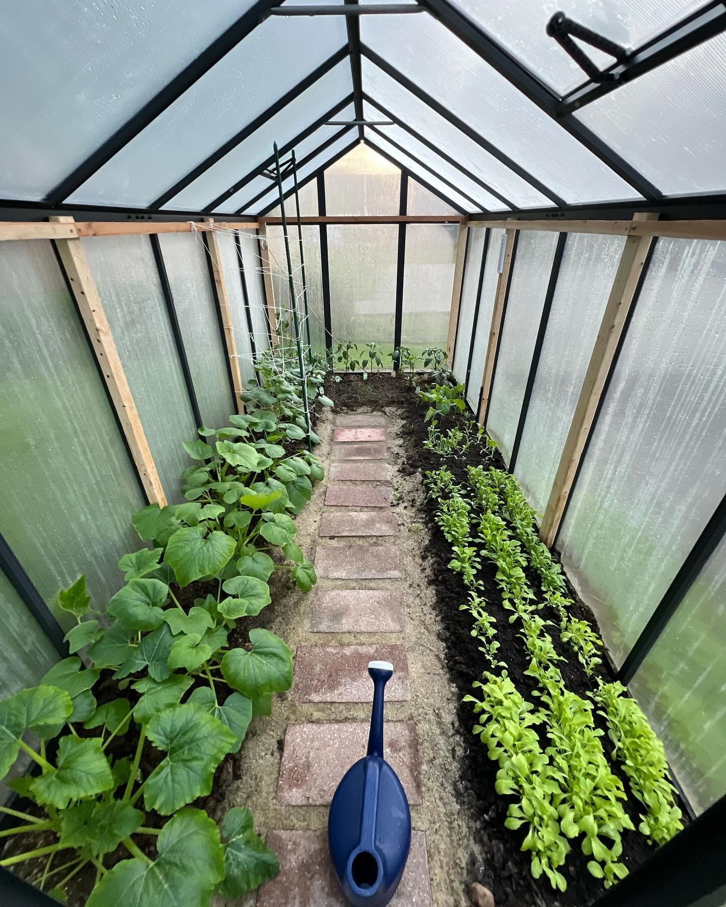 2.5 weeks in, no groundhog sights, feeling pretty good. #greenhouserookies