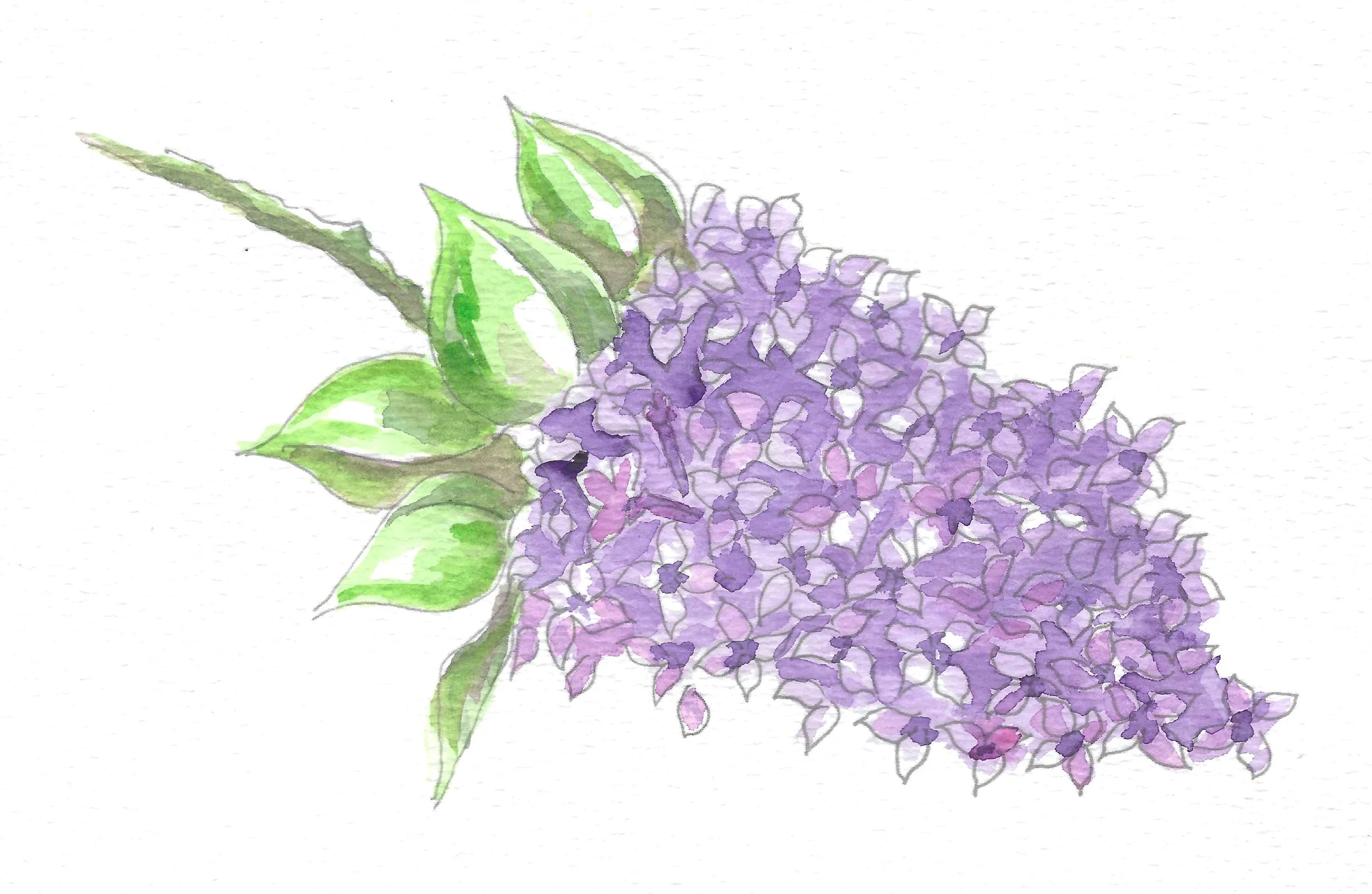 NH lilac color.jpg