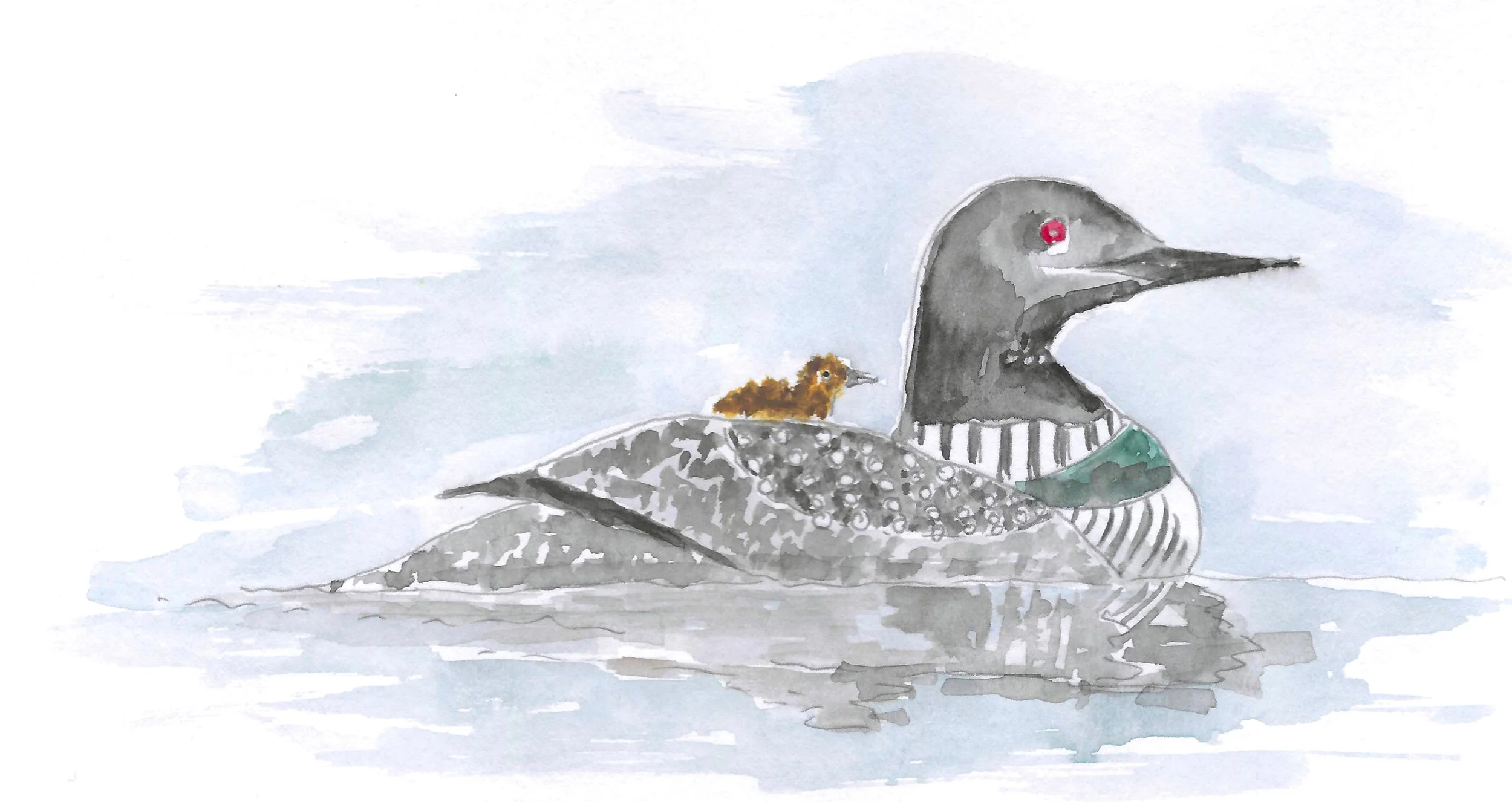 NH loon color.jpg