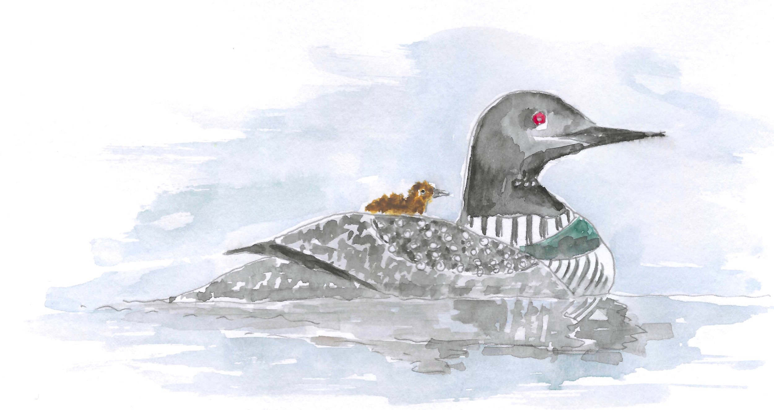 NH loon color.jpg