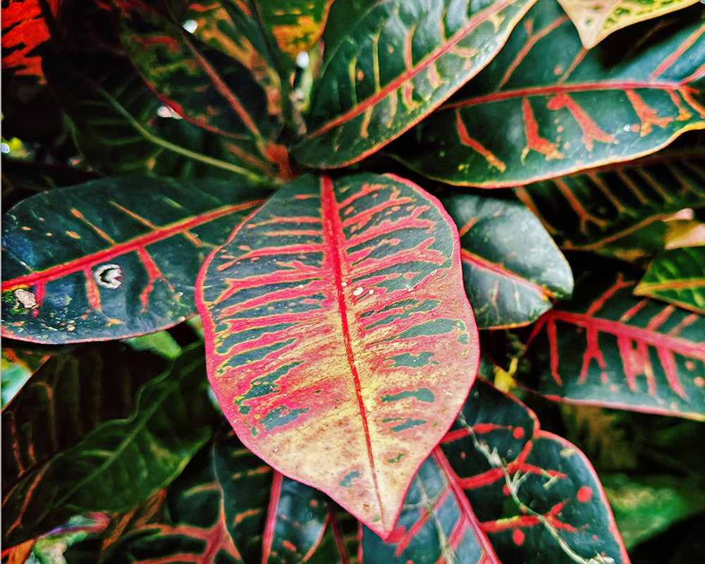 Flowers Tampa 1.17.26_4581.png