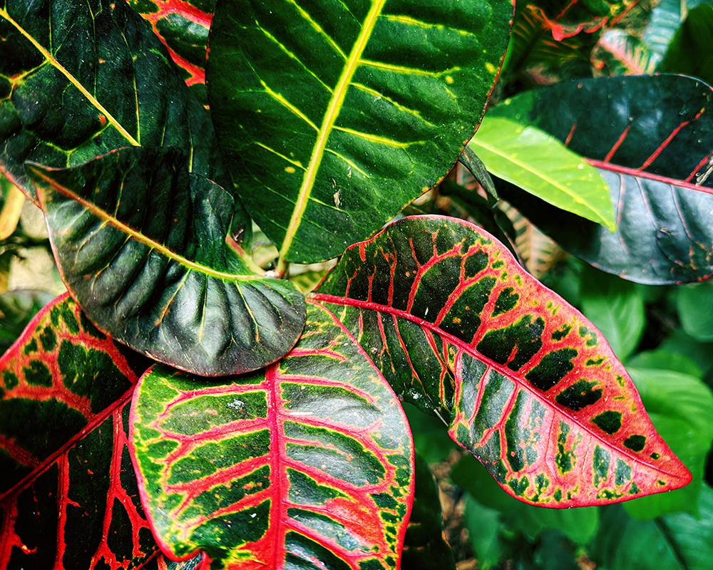 Flowers Tampa 1.17.26_3976.png