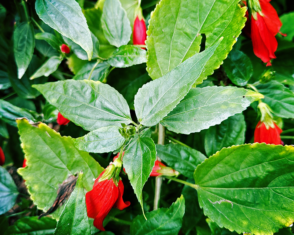 Flowers Tampa 1.17.26_9956.png