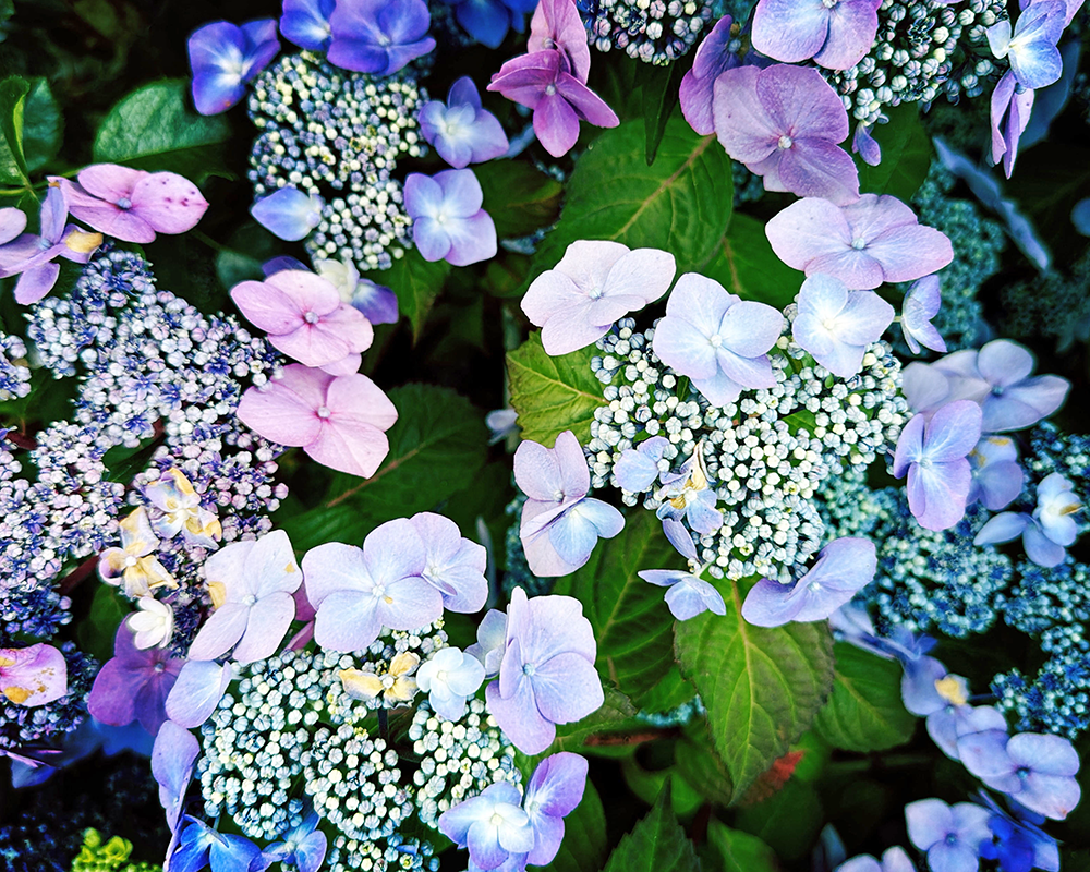 Flowers PTown 7.13.26_9146.png