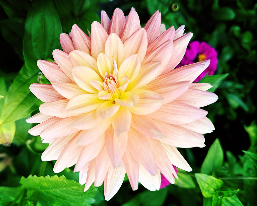 Flowers 9.12.26_1059.png