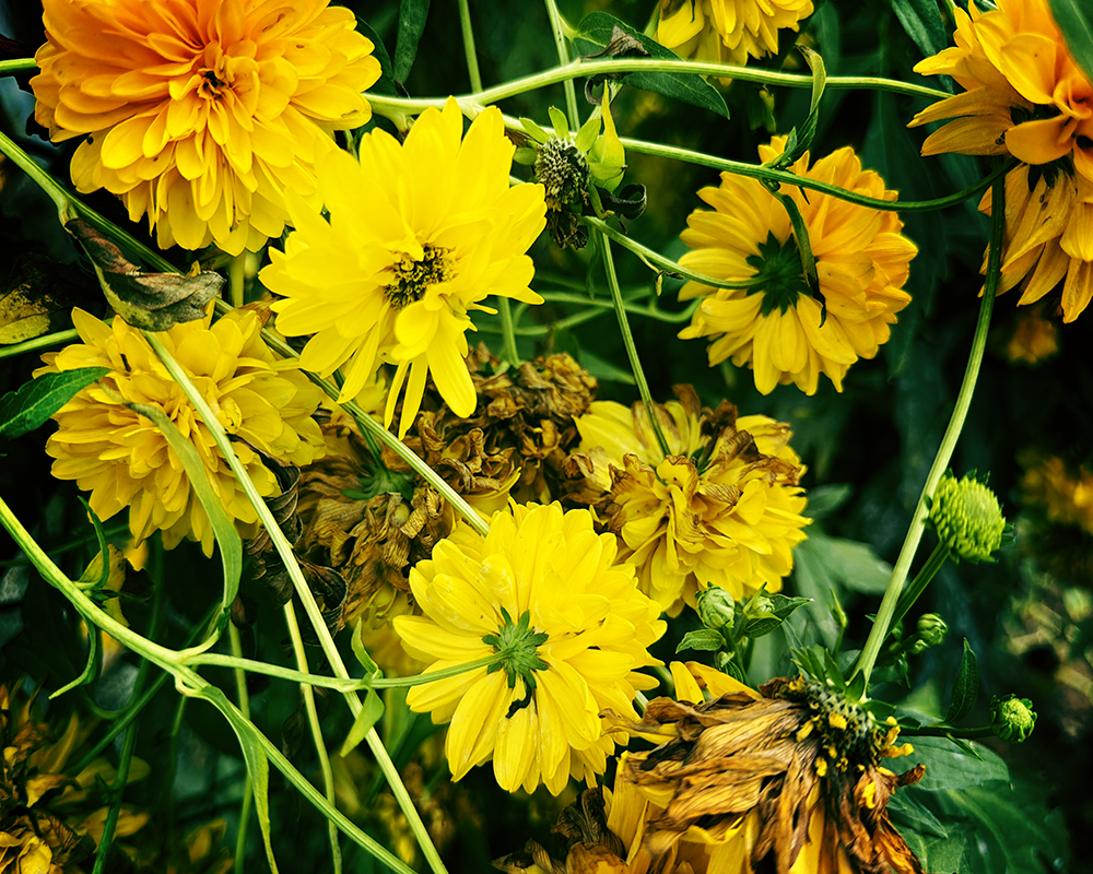 Flowers 9.12.26_3874.png
