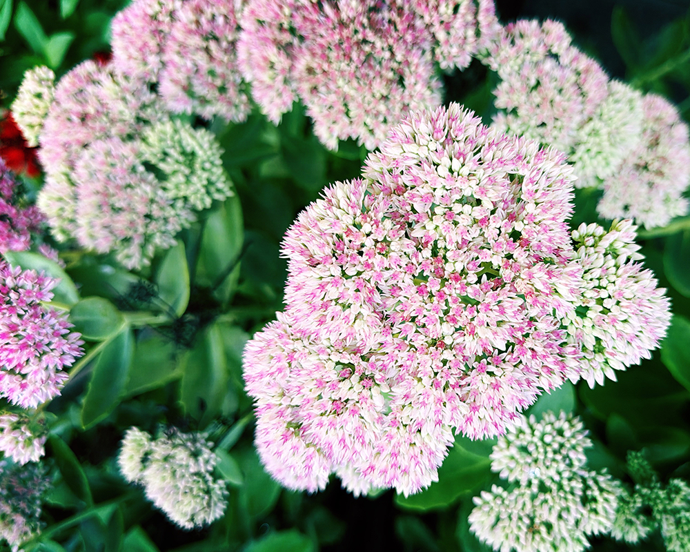 Flowers 9.12.26_3981.png