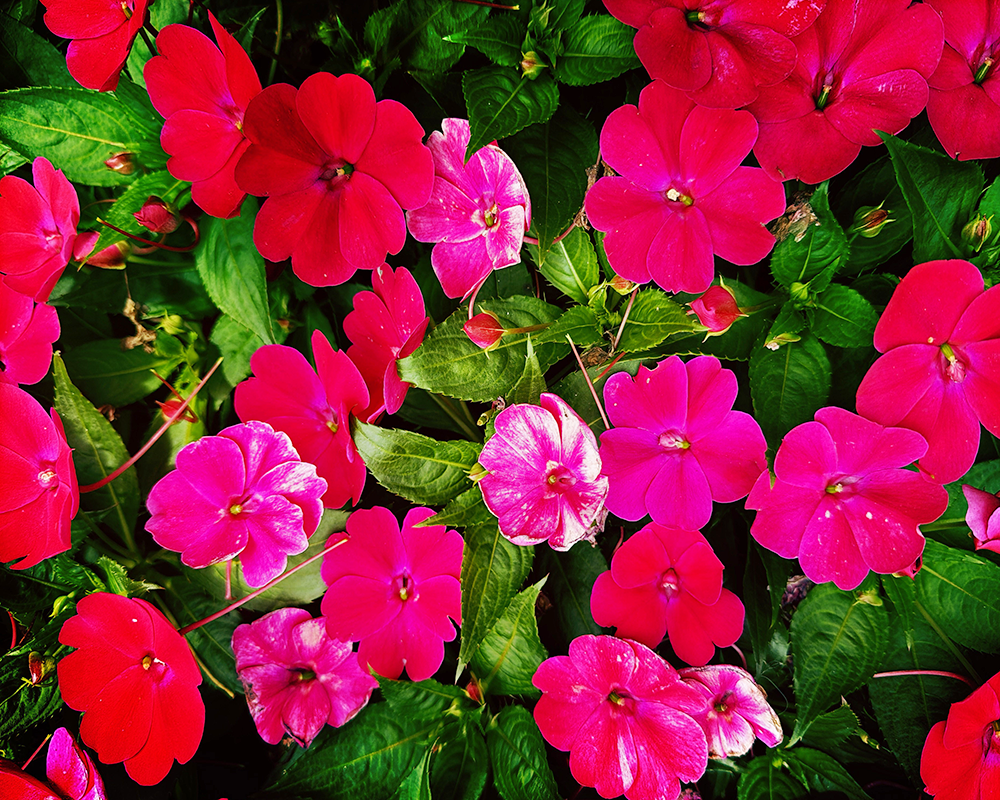 Flowers 9.12.26_5534.png