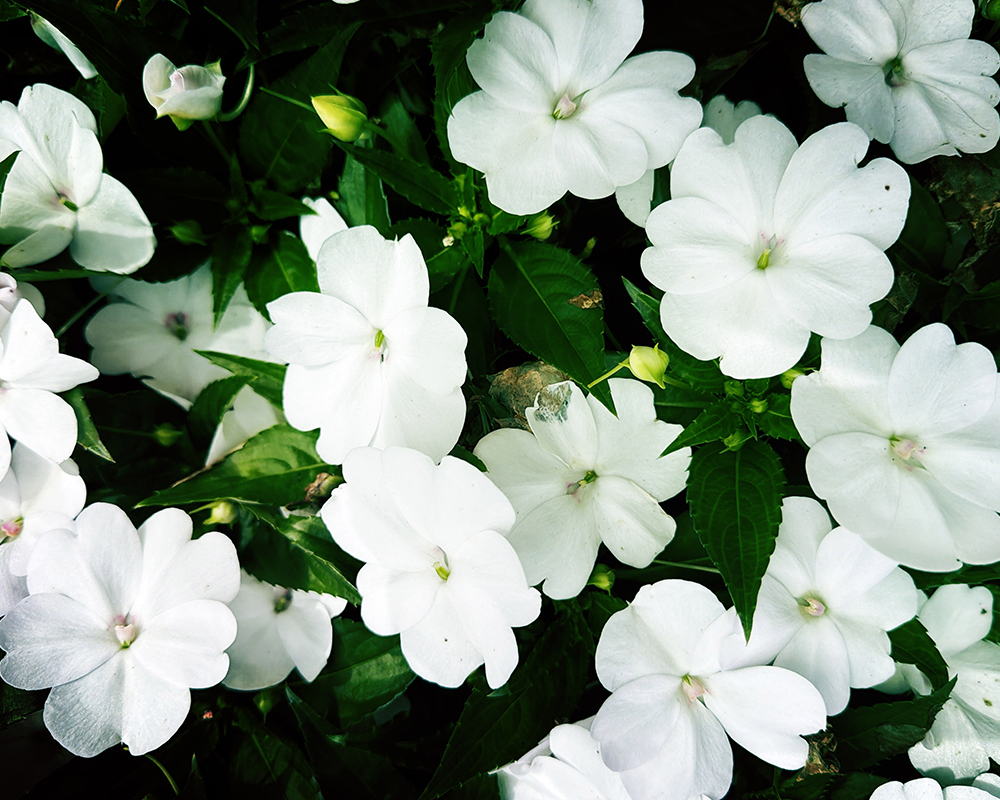 Flowers 9.12.26_9626.png