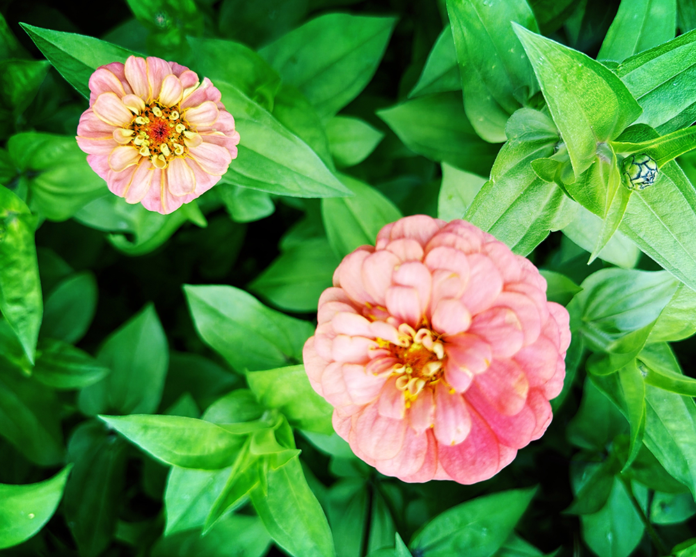 Flowers 9.12.26_9786.png