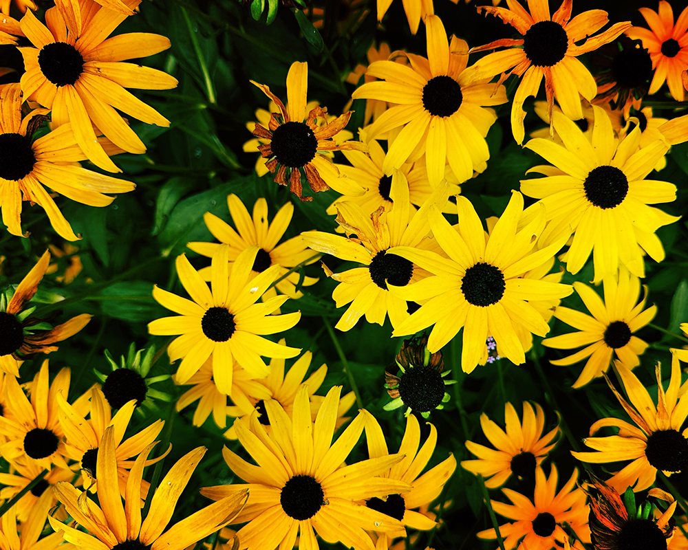 Flowers 9.12.26_0372.png