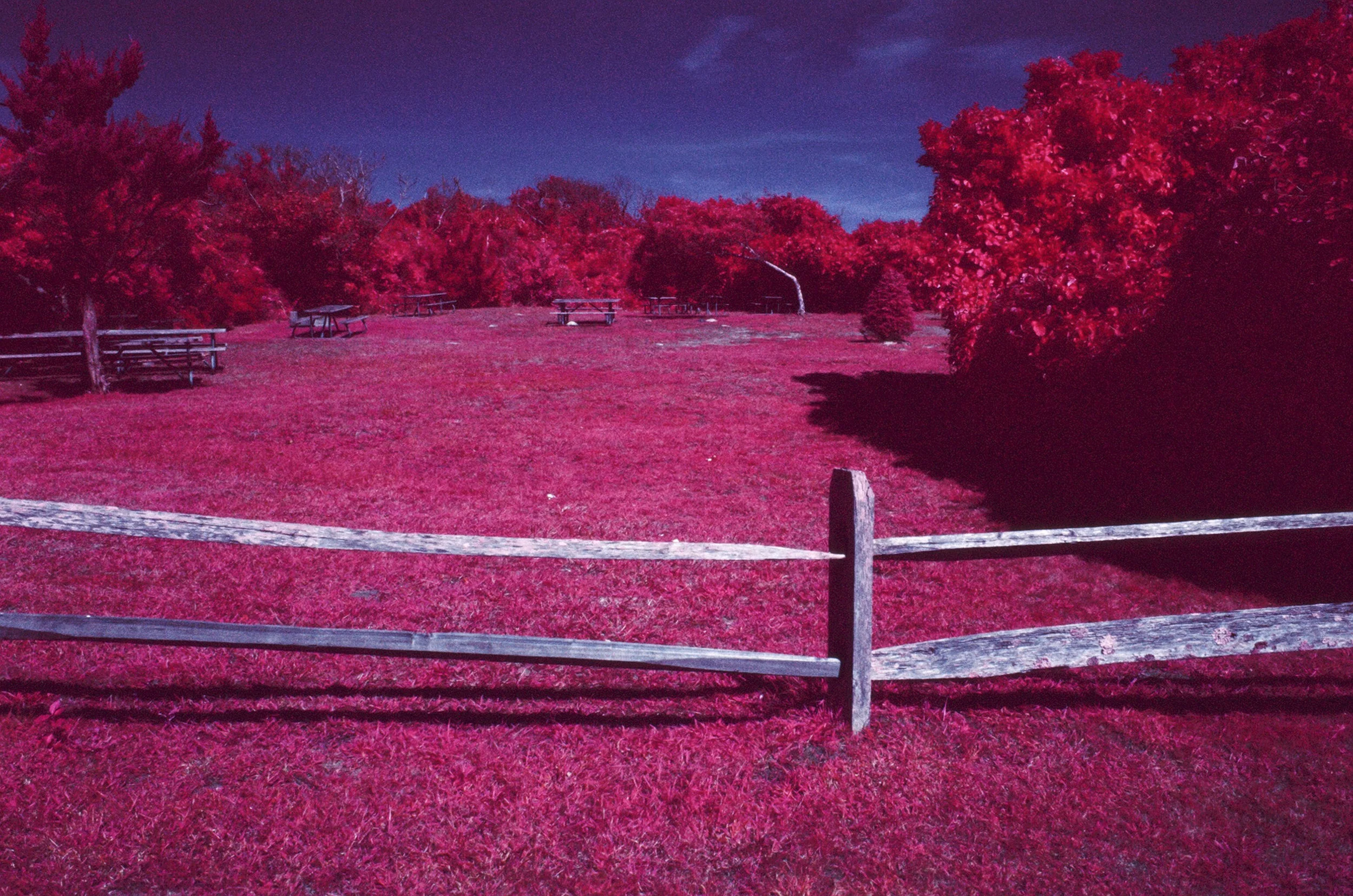 Montauk Park in Color Infrared