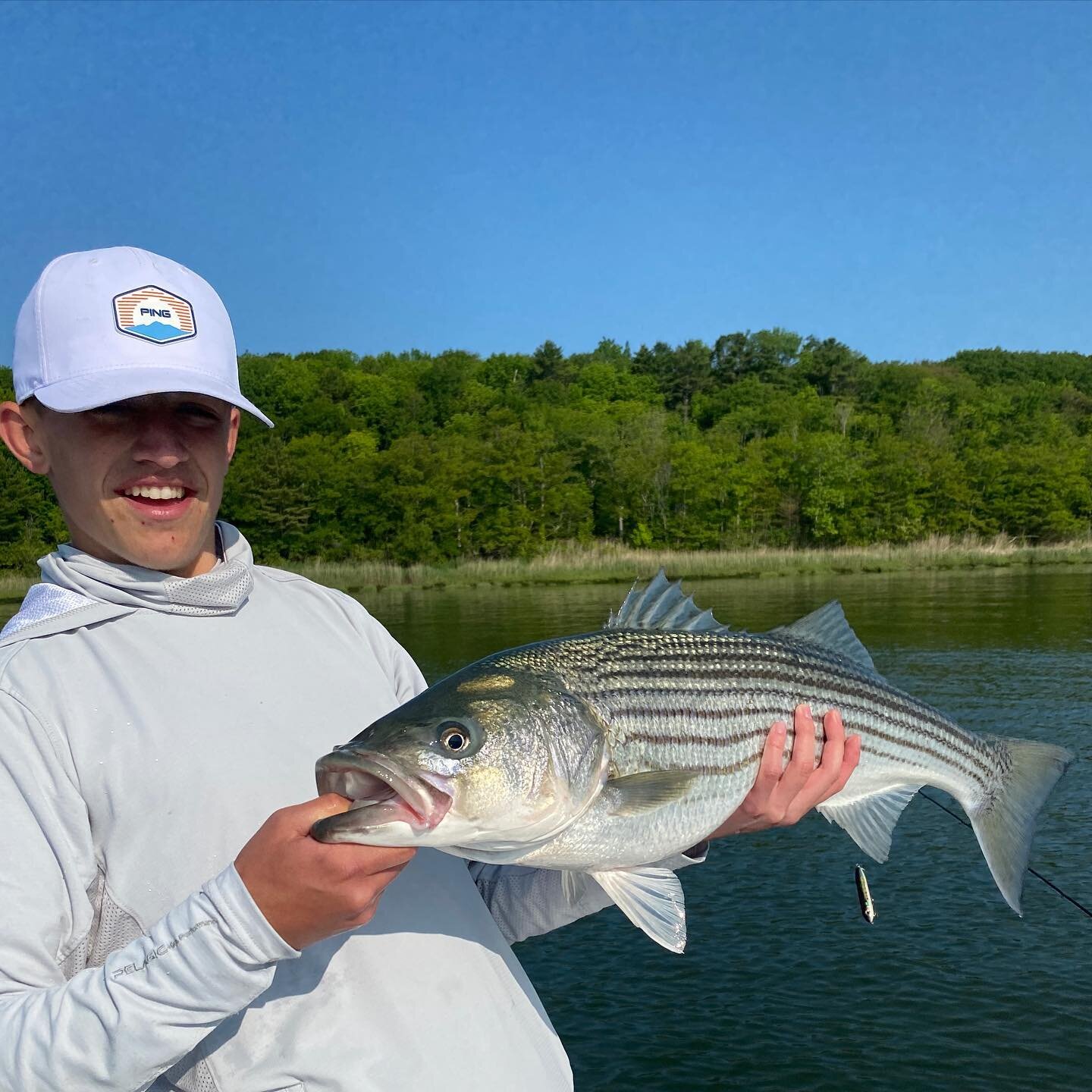 Got out with the boys this morning. Fish were a little picky today but they are there and would eat - including this topwater fish. The photo does not do it justice - this was one of the fattest fish I have seen.  #stripedbass #catchansrelease #casco