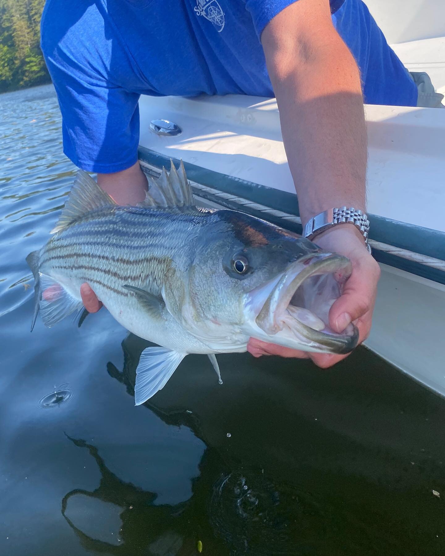 It&rsquo;s on - big herring flies and Spooks were the ticket. Fish were snappy for sure - looks like the 2015 year class is well represented. Bonus marina fish rounded out the day. #stripedbass #catchandrelease #cascobay #orvisflyfishing #coltonfly #