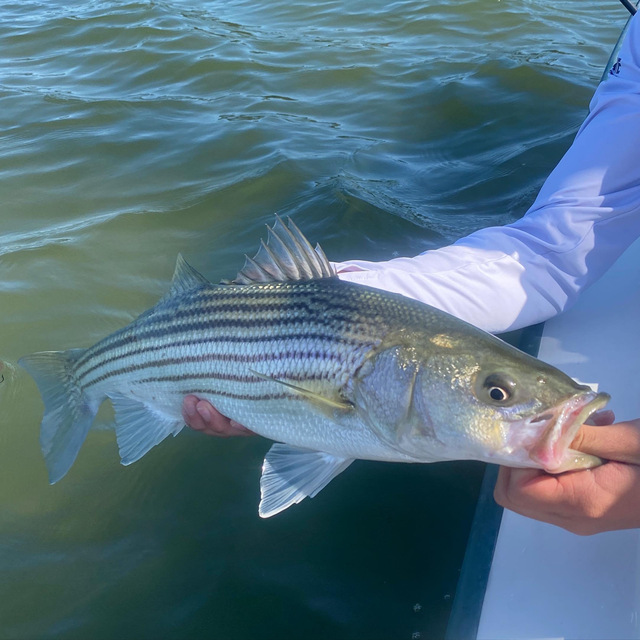 Looks like an early start to the season- June dates getting tight.  Let&rsquo;s catch em up!! #stripedbass #catchandrelease #cascobay