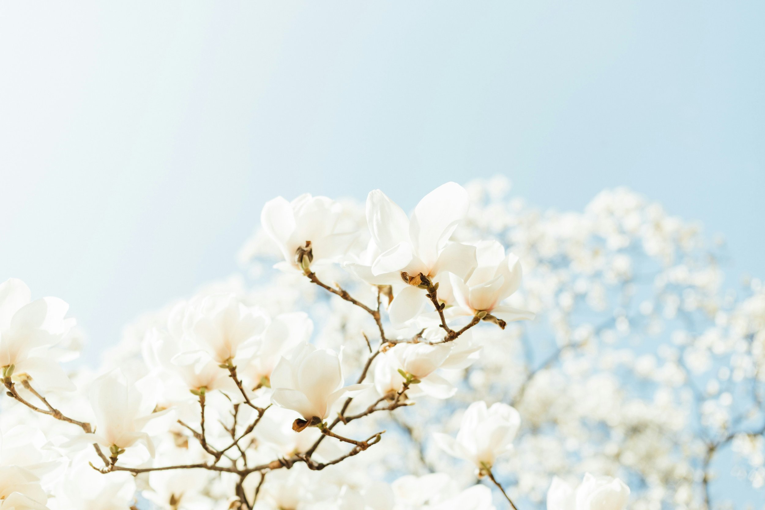 masaaki-komori-NYFaNoiPf7A-unsplash.jpg