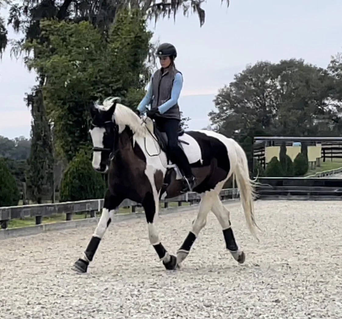 Black Hammer Stables 2-Day Clinic and Private Sessions