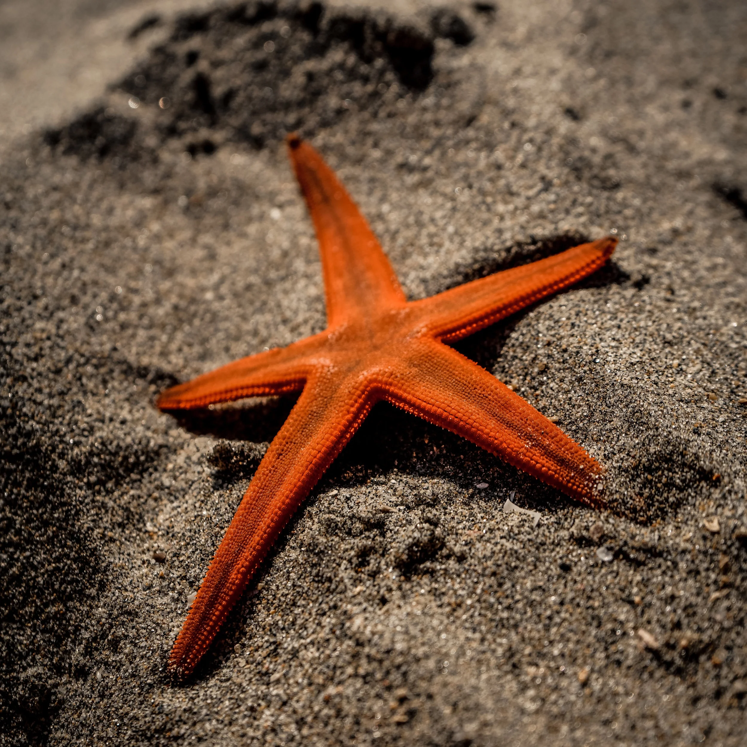 Mary Oliver: Starfish
