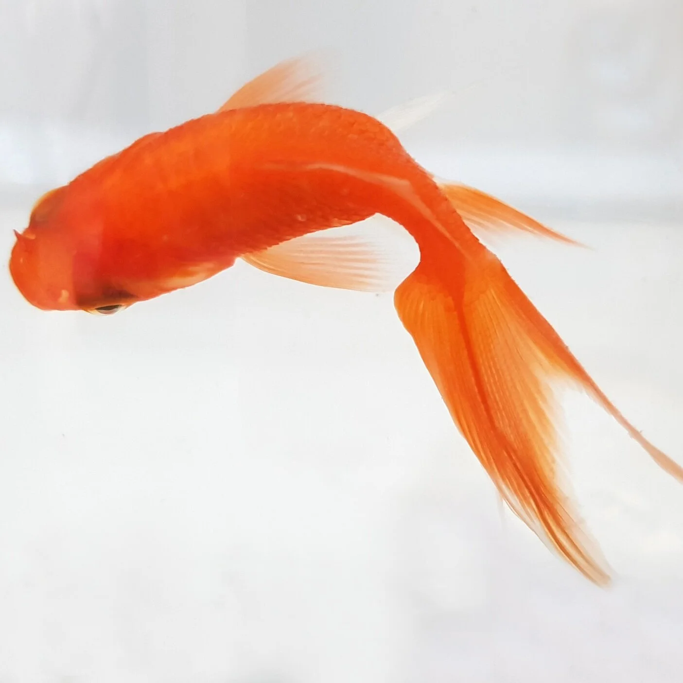 Mark Doty: Brilliance