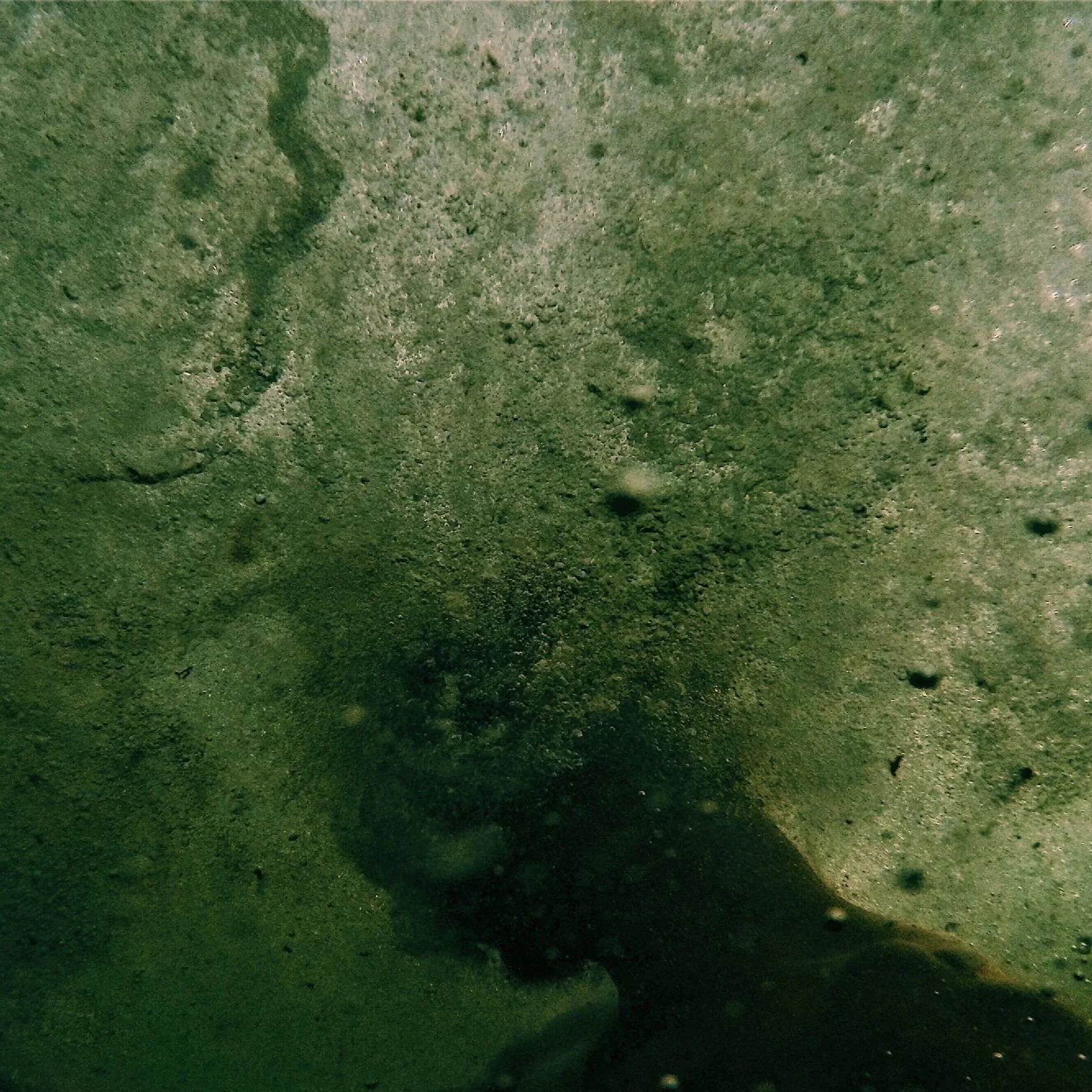 Lenelle Moïse: where our protest sound