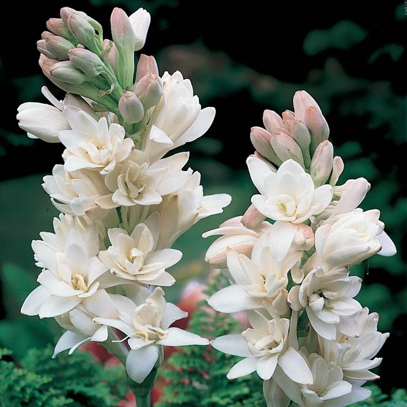 Tuberose Flower Meaning
