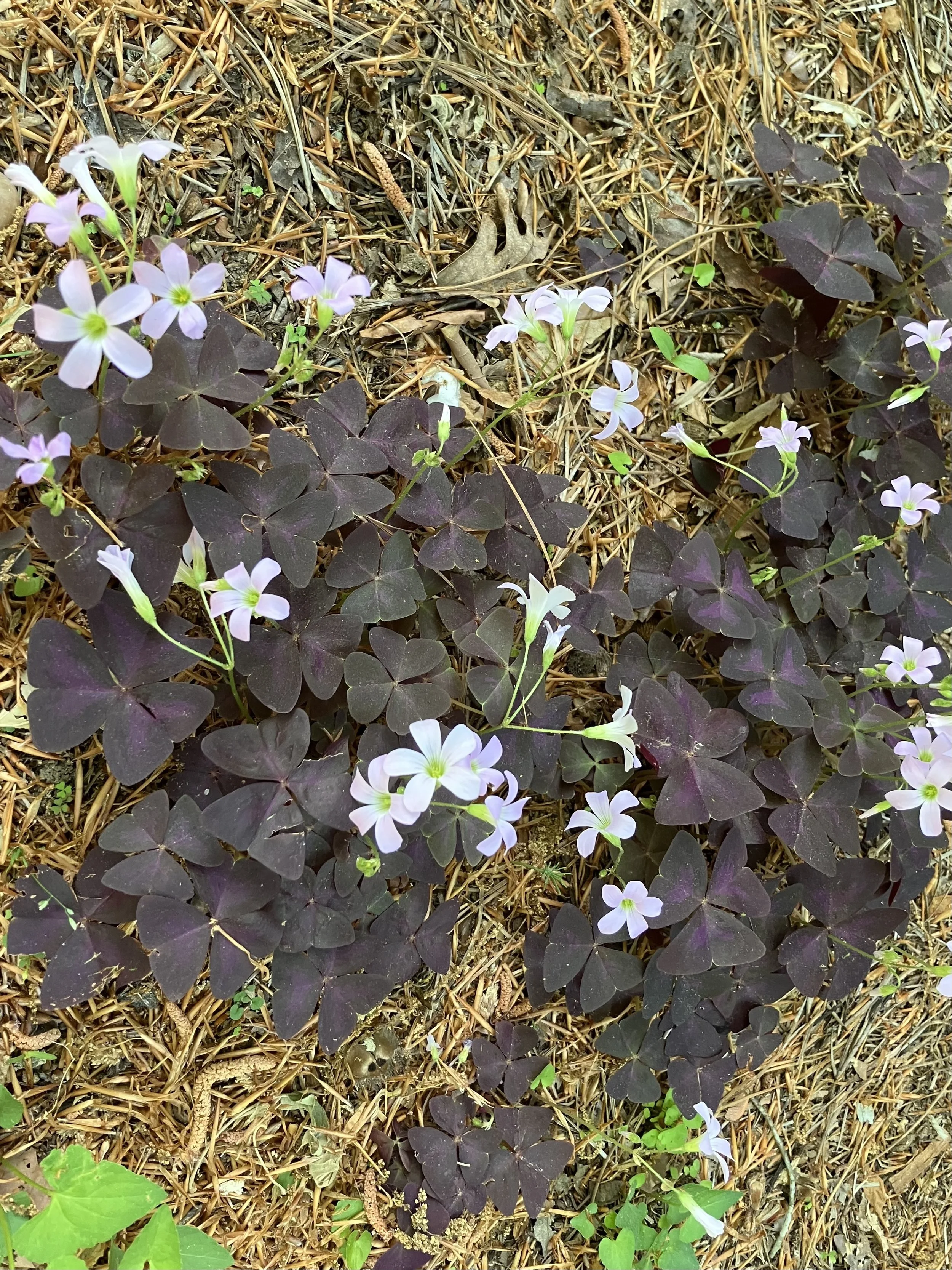 May Newsletter