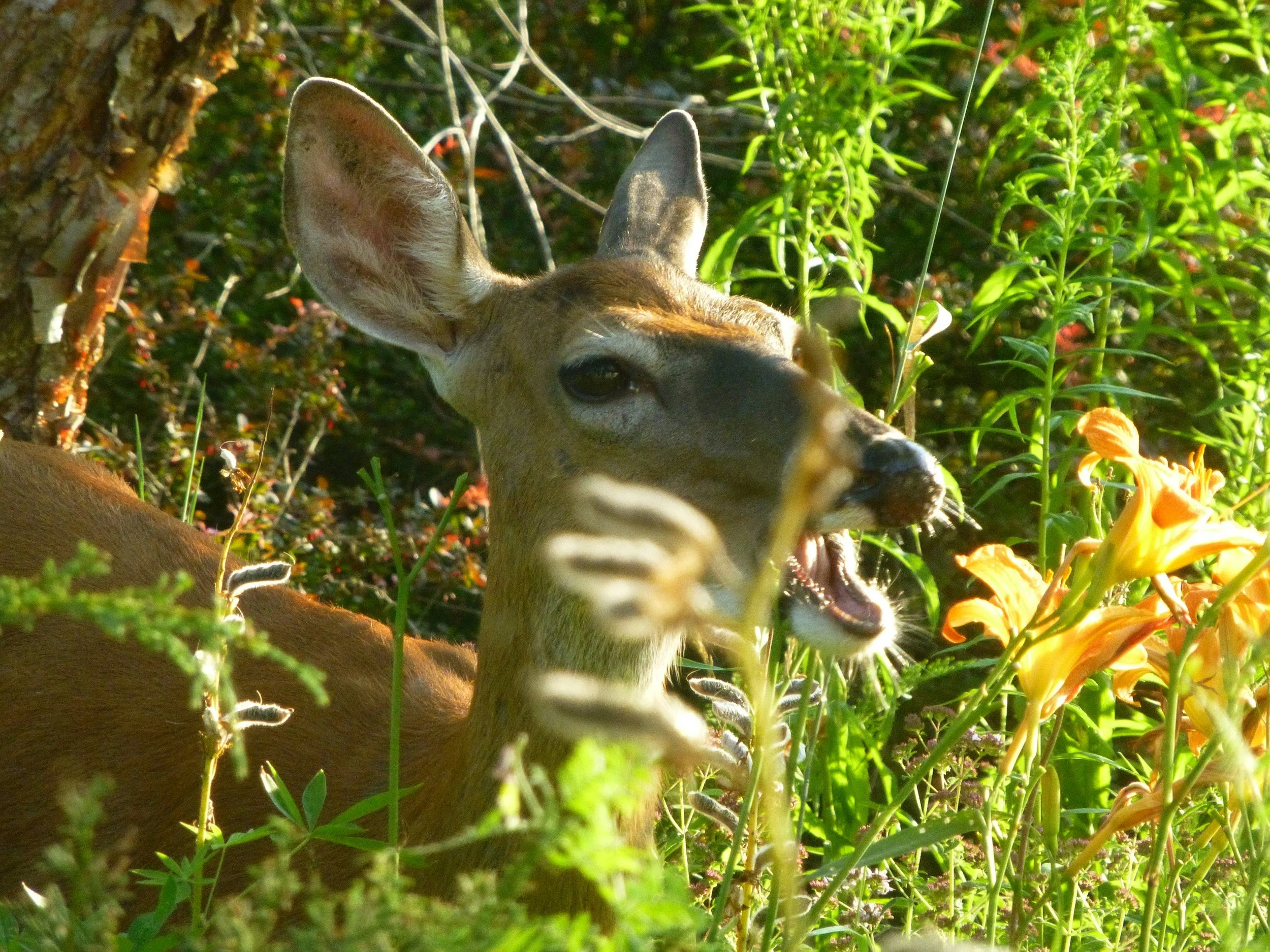 deer eating daylillies