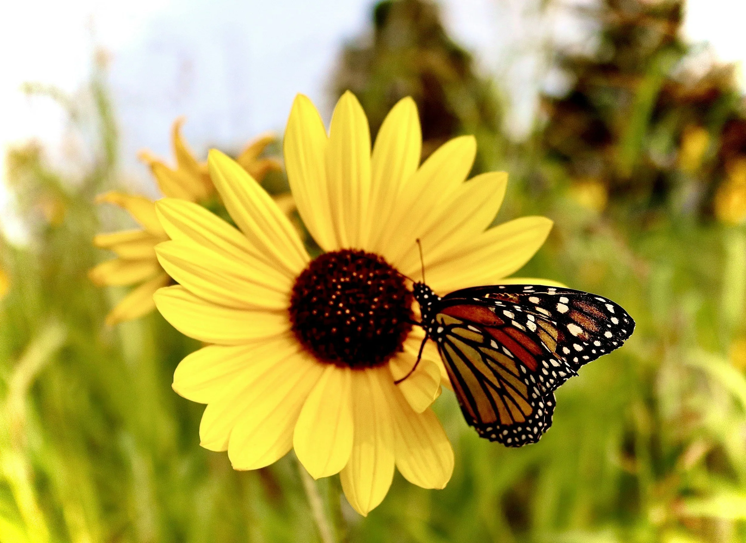 Butterfly on Native Plant