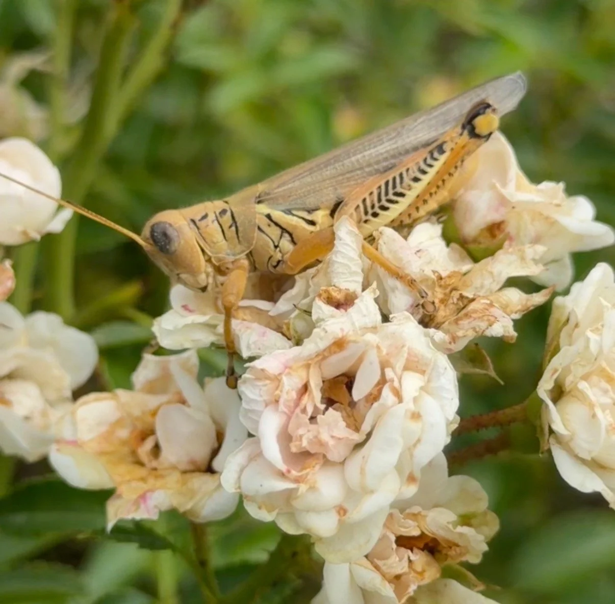 A Comprehensive Gardeners Checklist for August