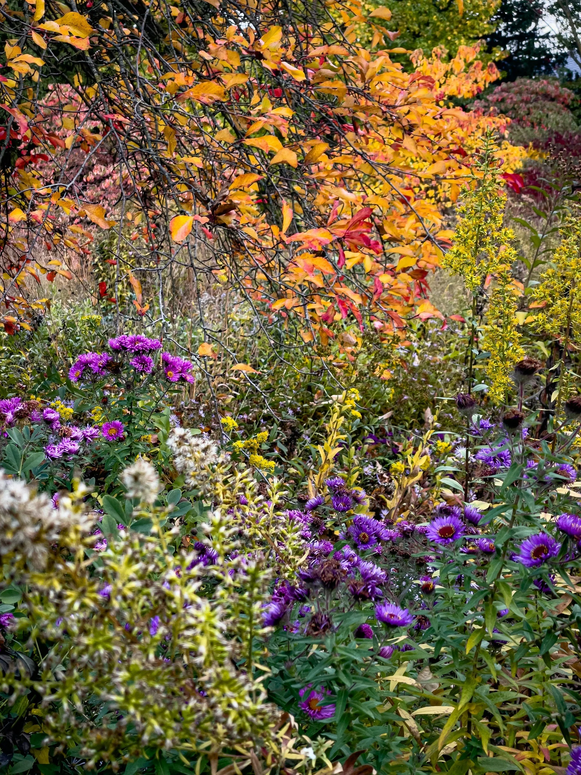 A Gardeners Checklist for September in the Piedmont, NC