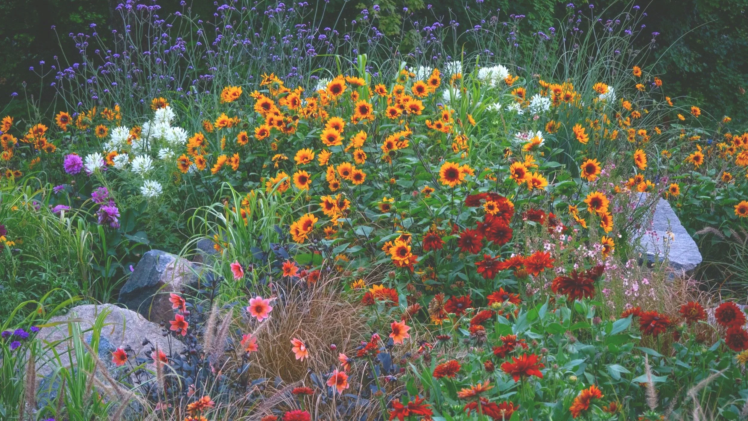 Xeriscaping: It's not what you think!