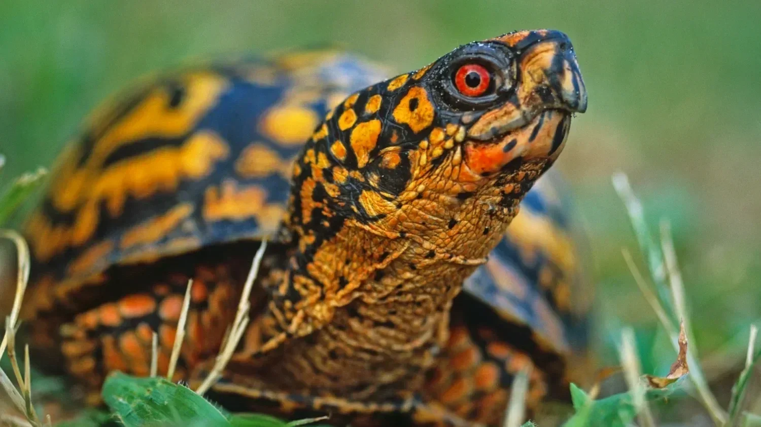 Eastern Box Turtle