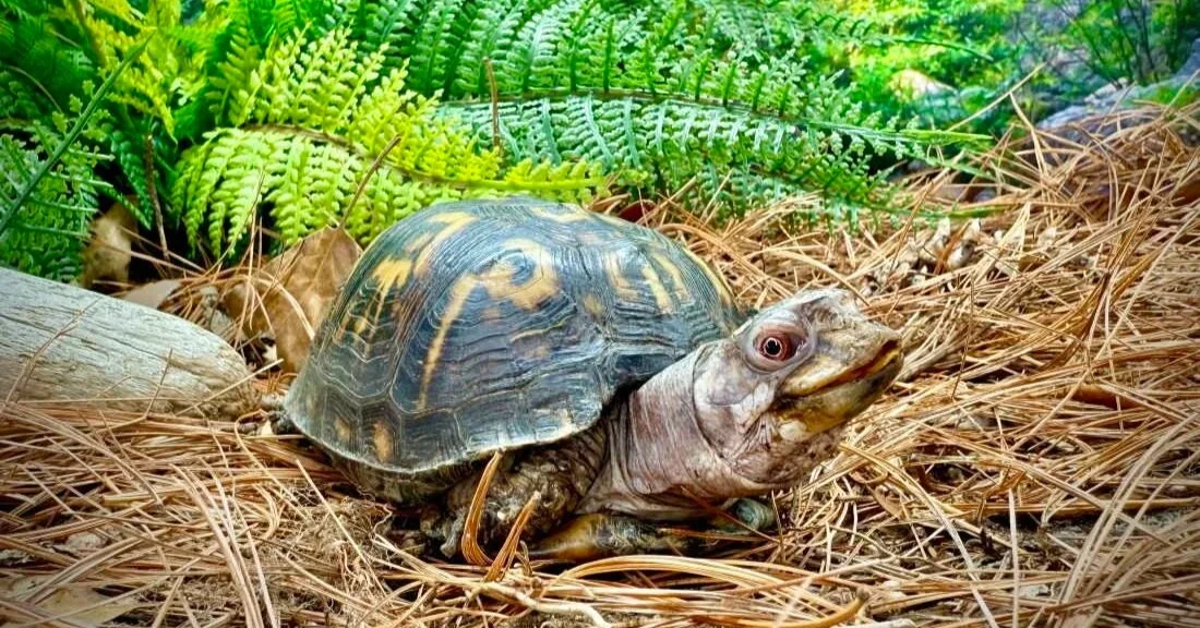 50 year old box turtle