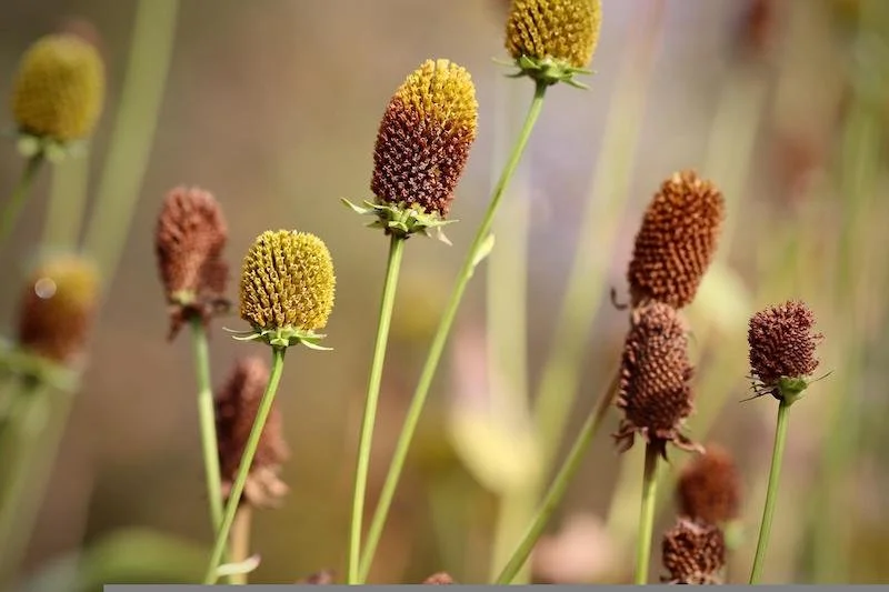 Leave some Seed heads for birds