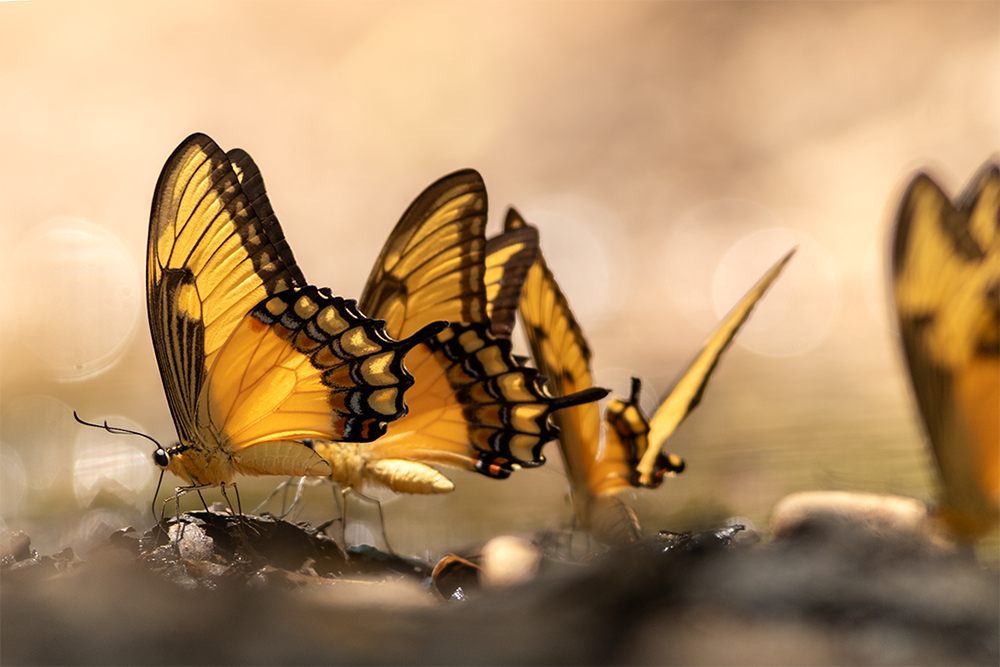 Butterfly watering station