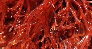 Carrageenan; It's Just a Component of Seaweed and It Won't Give You Cancer  — Edible Chemistry Consulting