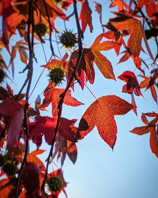 A one fine day after its been rain throughout this week. One small thing can easily cheer me up.

#newzealandlife
#newzealandfinds #newzealand #newzealandguide #newzealandmagazine #nzmustdo #nzmustsee #nz #aucklandcity #auckland #aucklandguide #auckl
