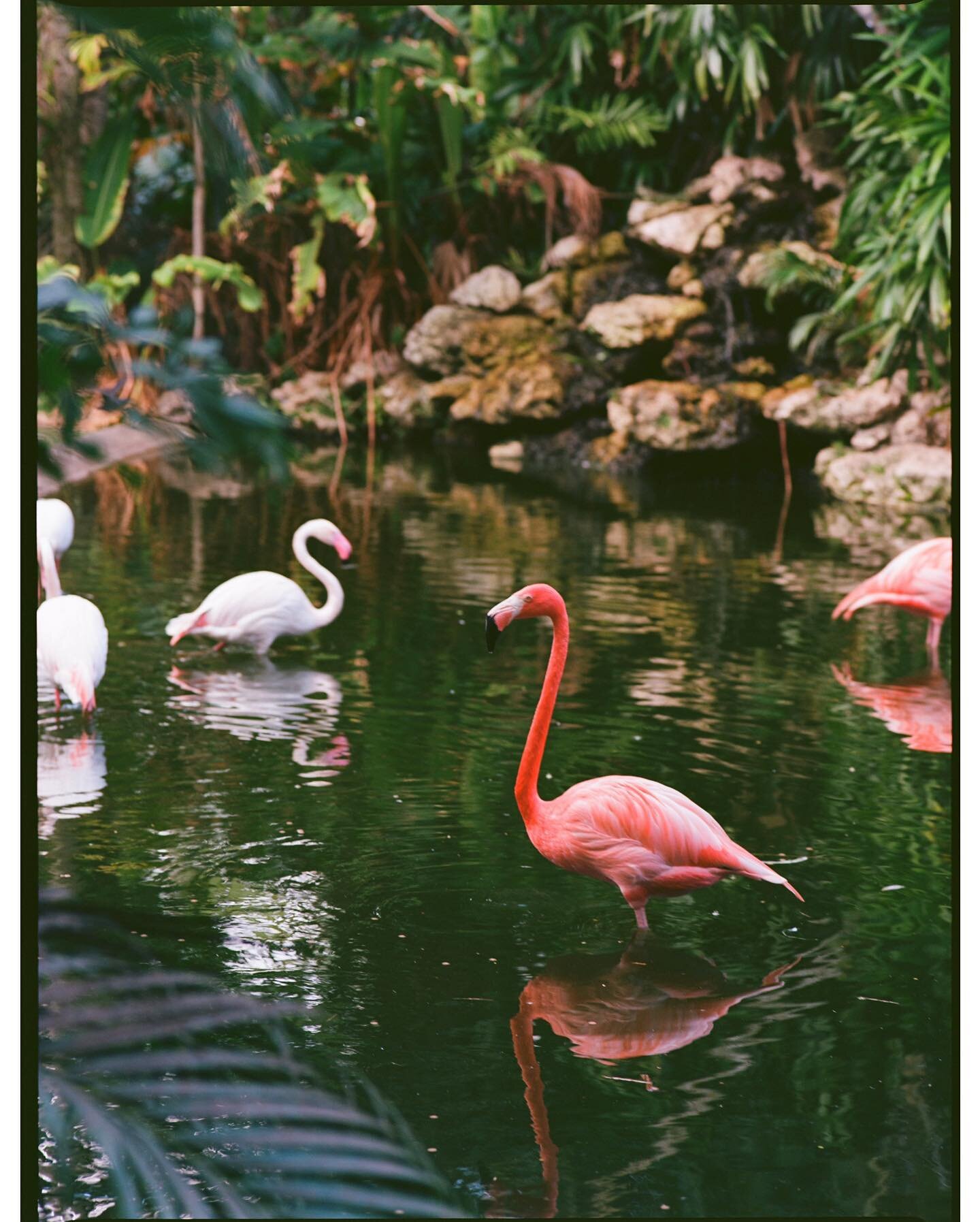 🦩 Flamingo Gardens / Shot on Ektar 100, Medium Format Film. 

#flamingogardens #flamingo #flamingos #alligator #turtles #floridawildlife #florida #southflorida #miami #fortlauderdale