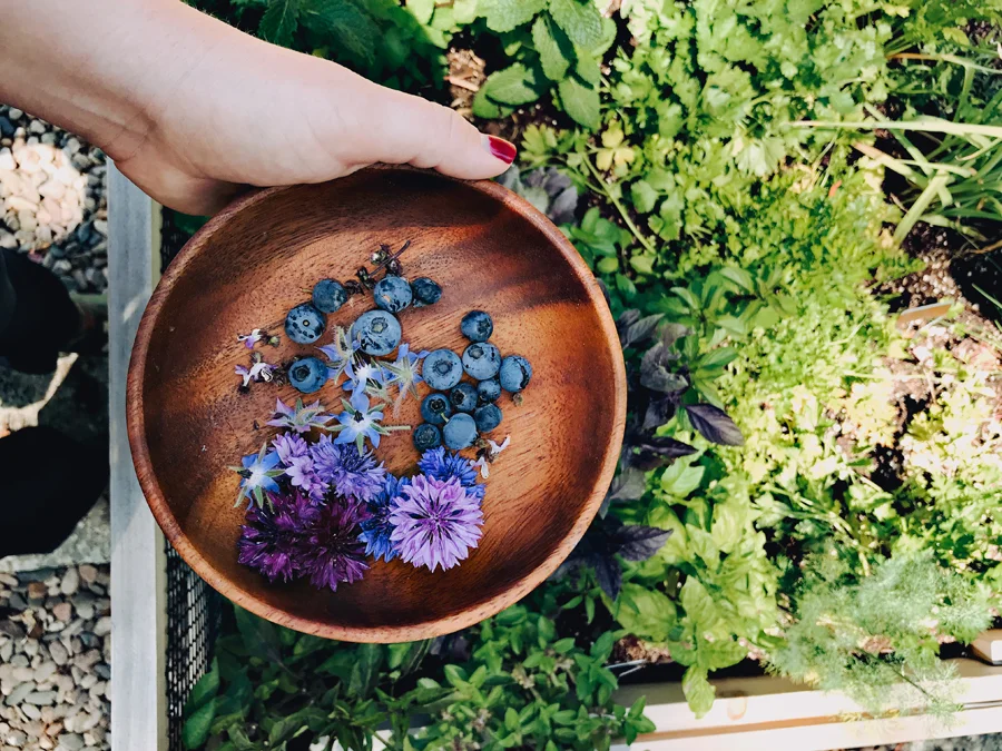 Dine-X-Design-Homestead-Blueberries.jpg