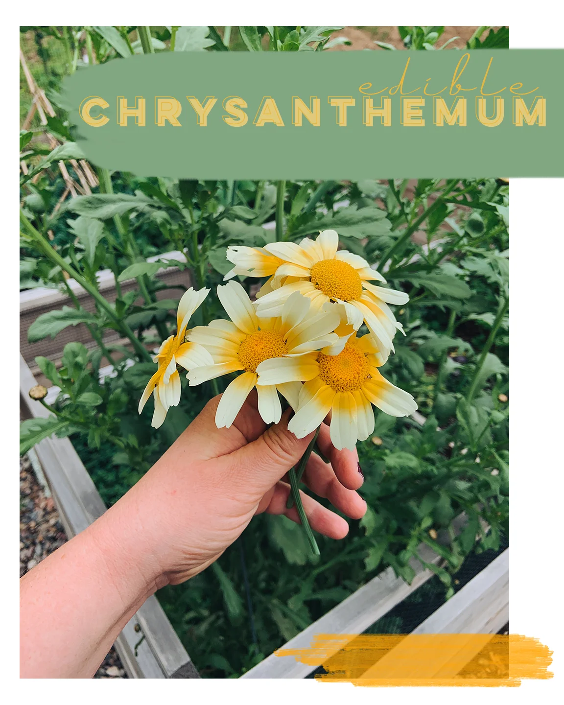 edible chrysanthemum.jpg